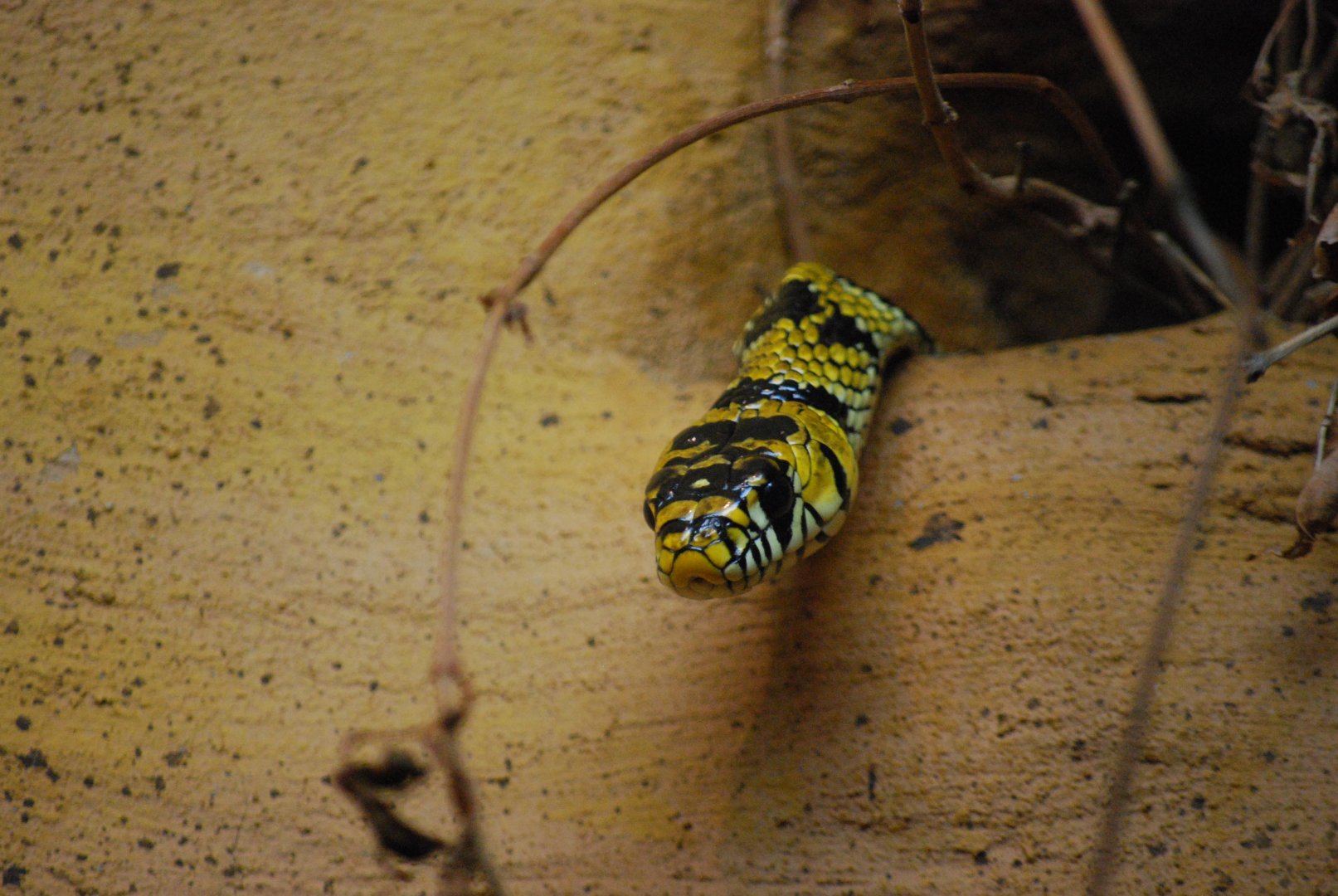 Central American Tiger Ratsnake