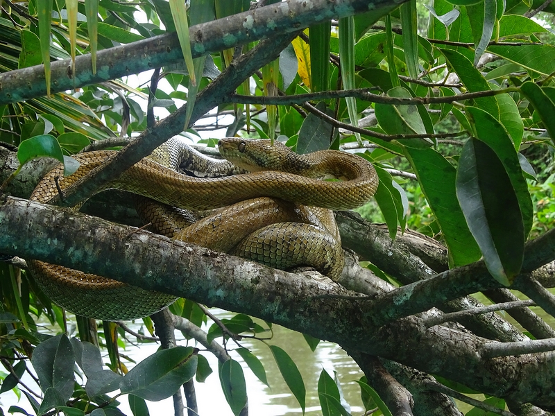 Central American tree boa (Corallus ruschenbergerii)
