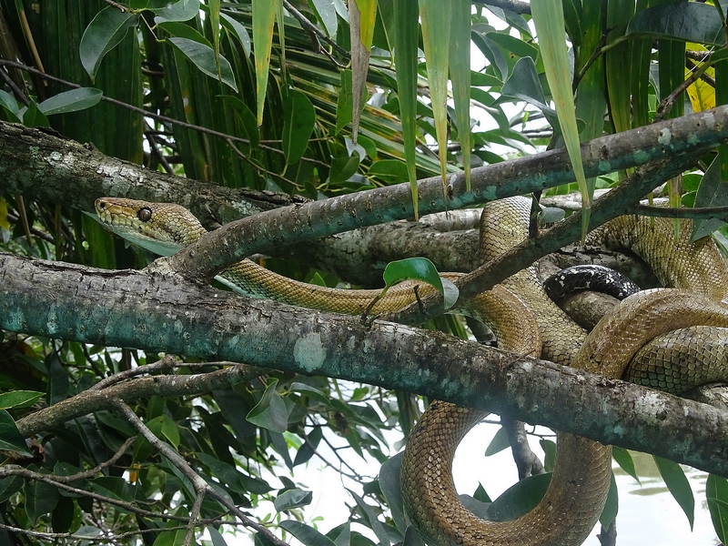 Central American tree boa (Corallus ruschenbergerii)