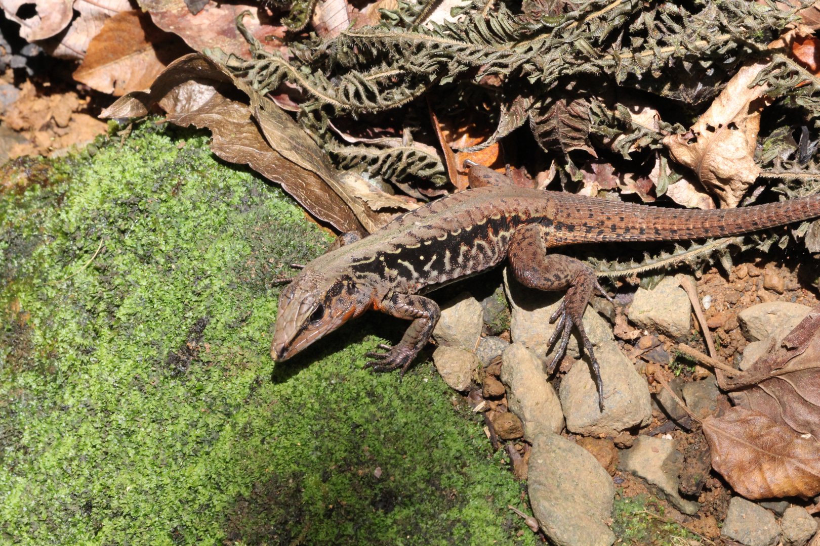 Central American Whiptail