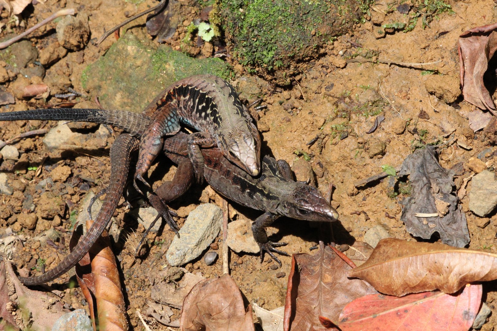 Central American Whiptail