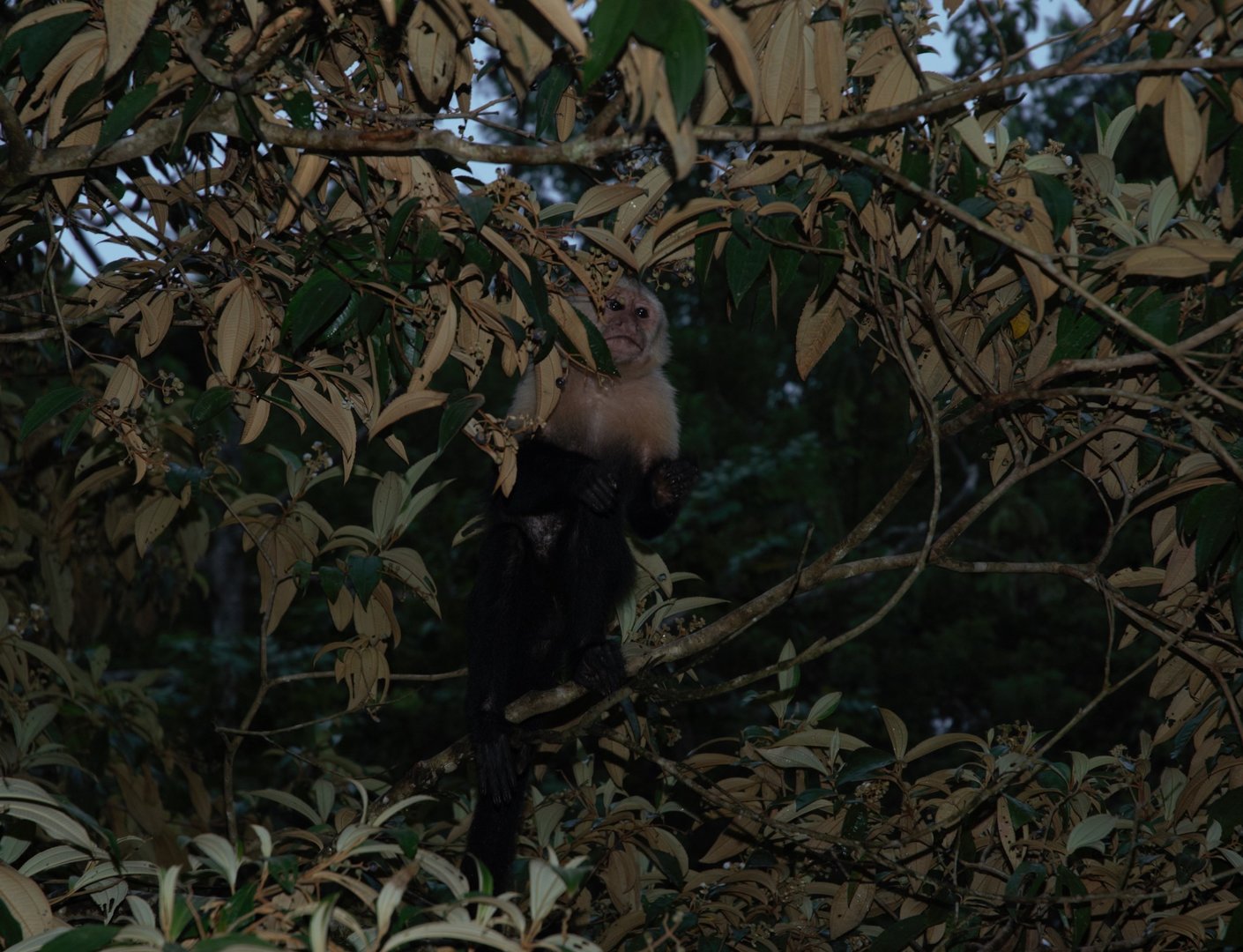 Central American White-faced Capuchin (Cebus imitator)