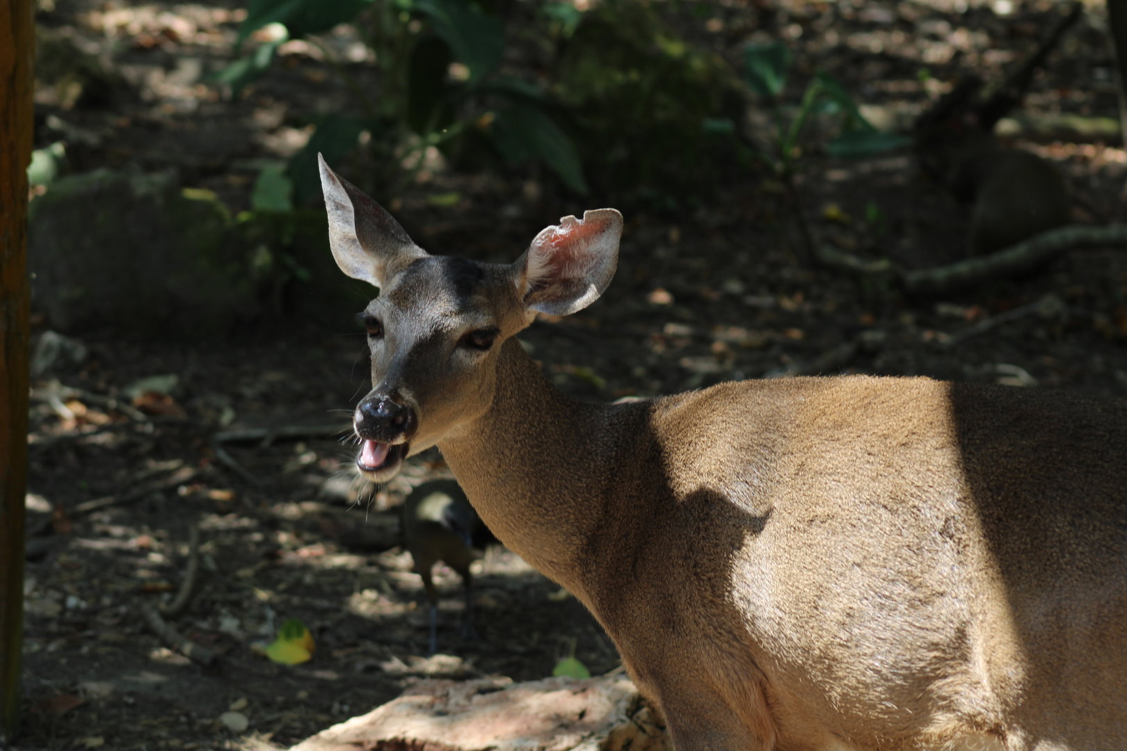 Central American White Tailed Deer