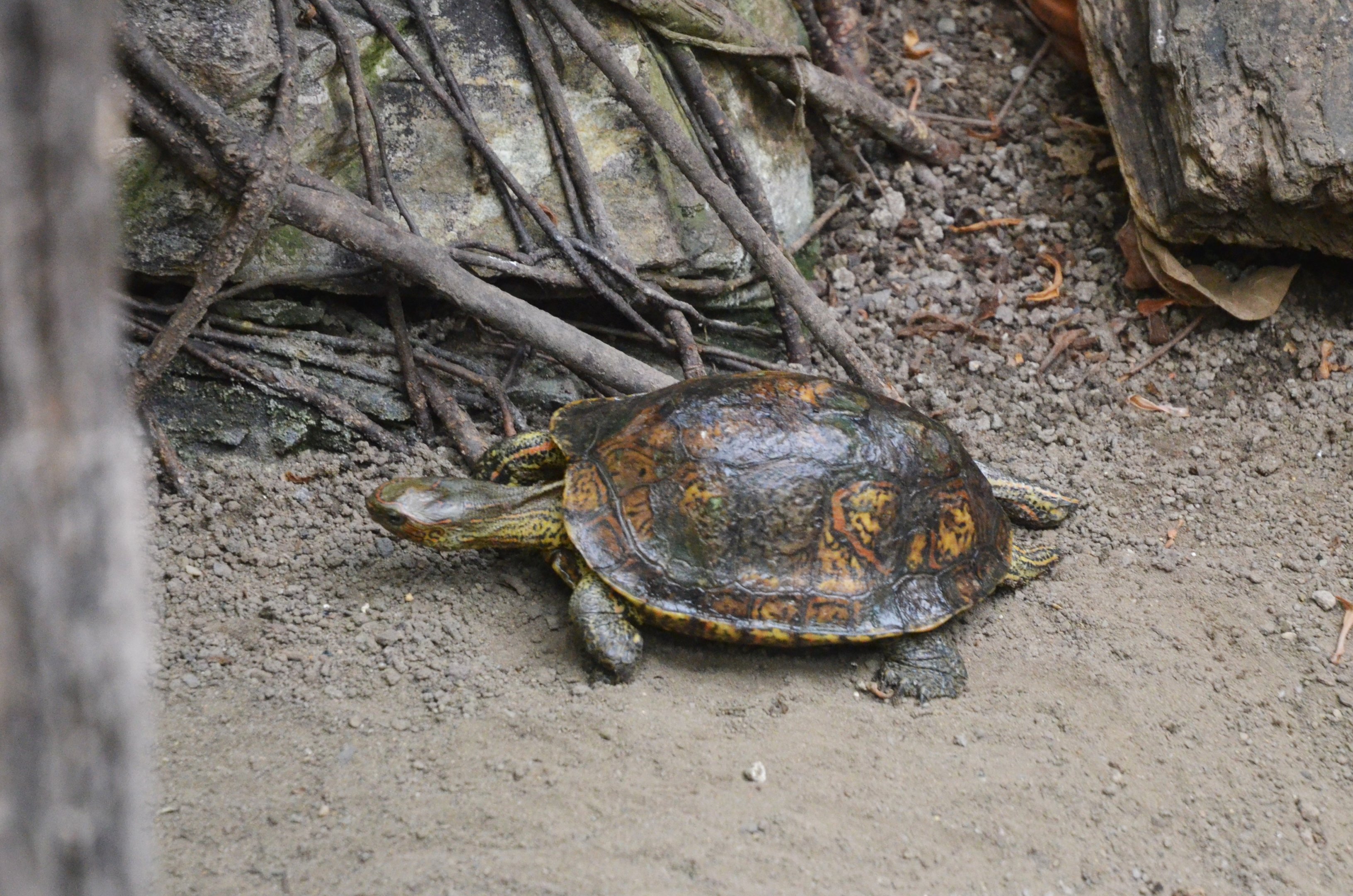 Central American Wood Turtle at Krefeld, 15/06/19
