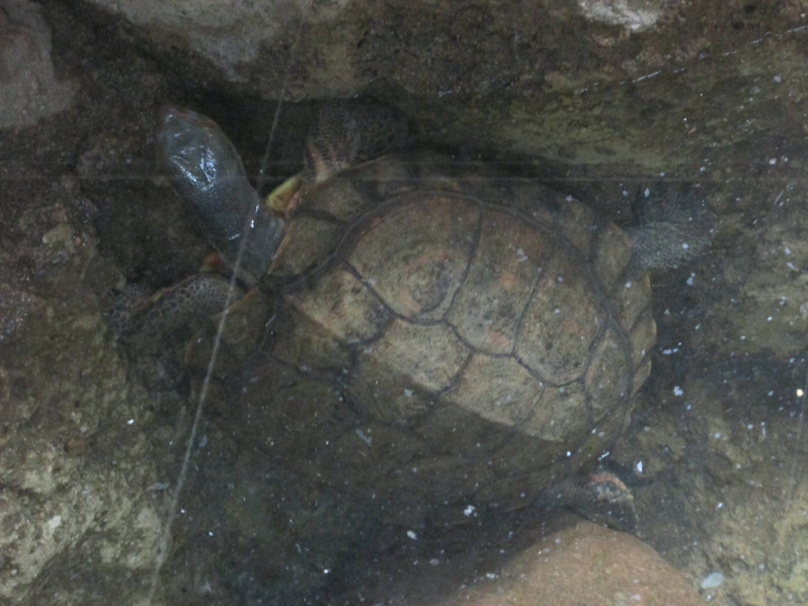 central american  wood turtle barcelona zoo