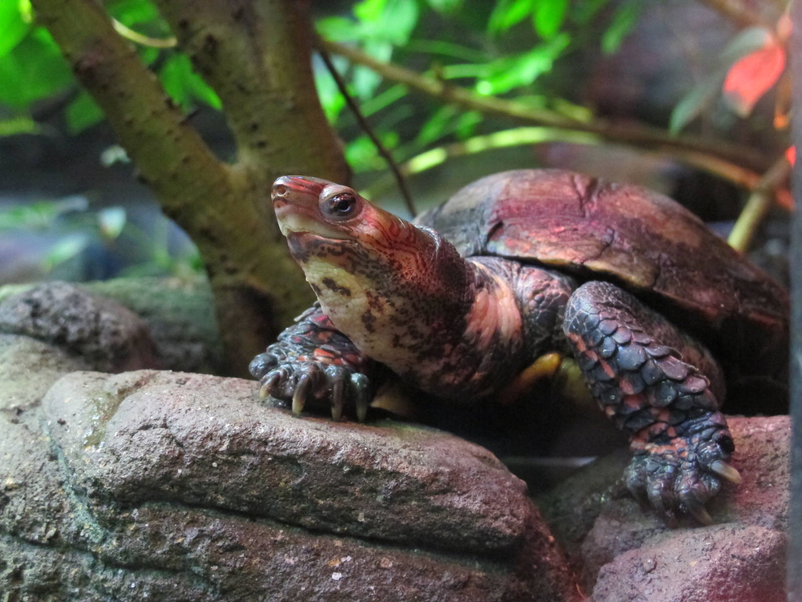 Central American Wood Turtle - Melbourne Zoo June 2013