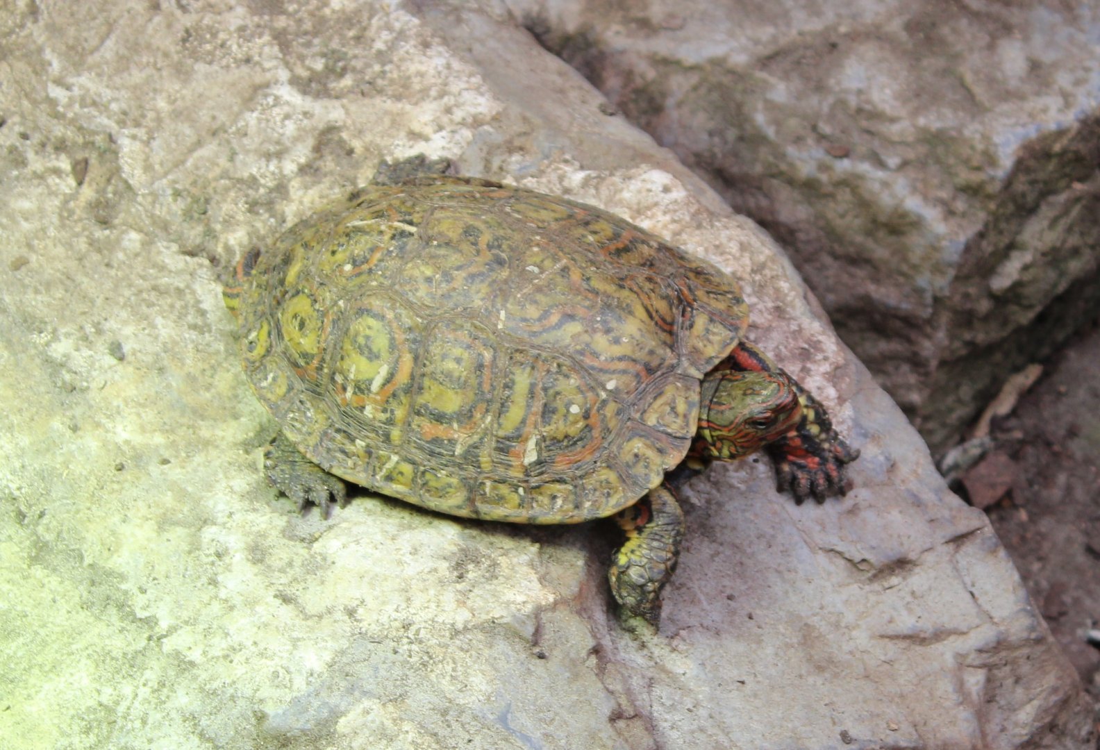 Central American wood-turtle - Rhinoclemmys pulcherrima