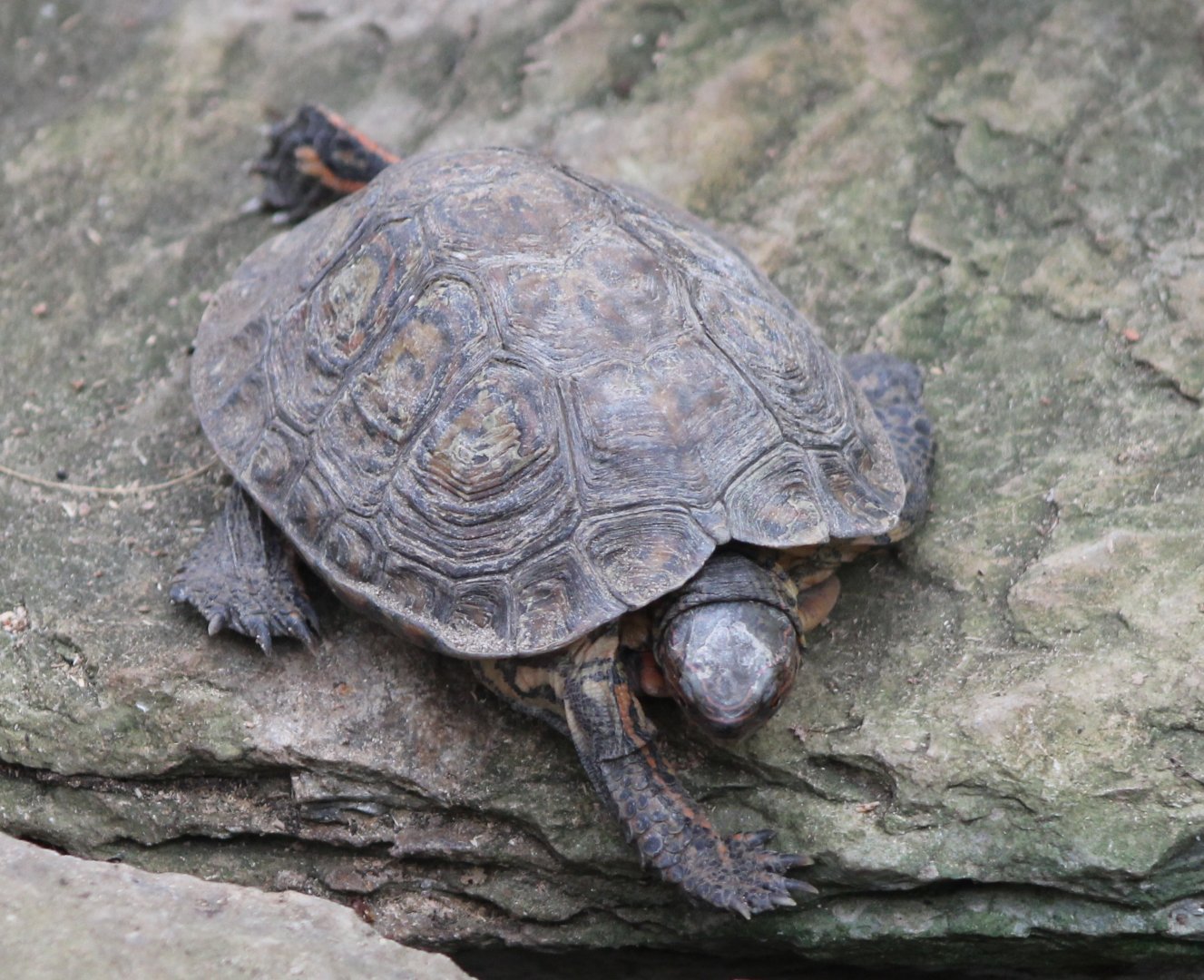Central American wood turtle