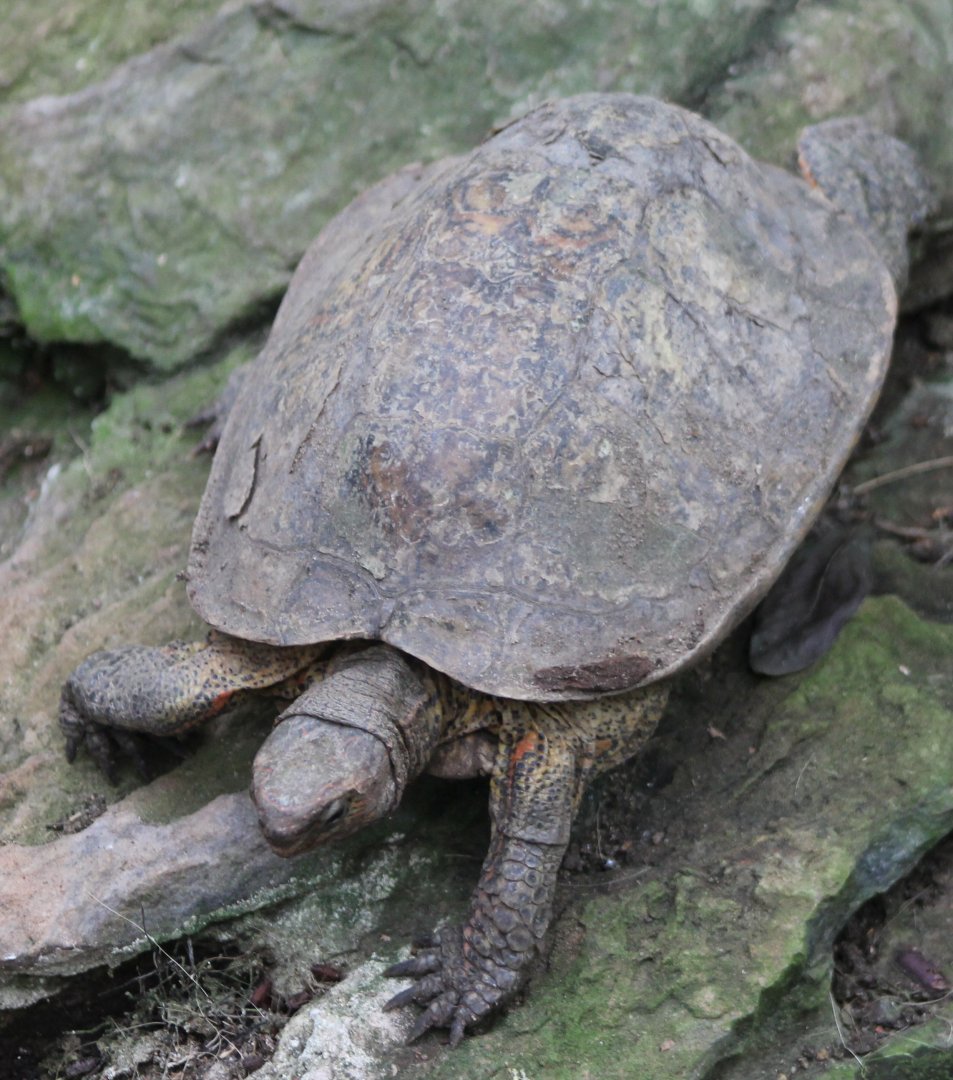 Central American wood turtle