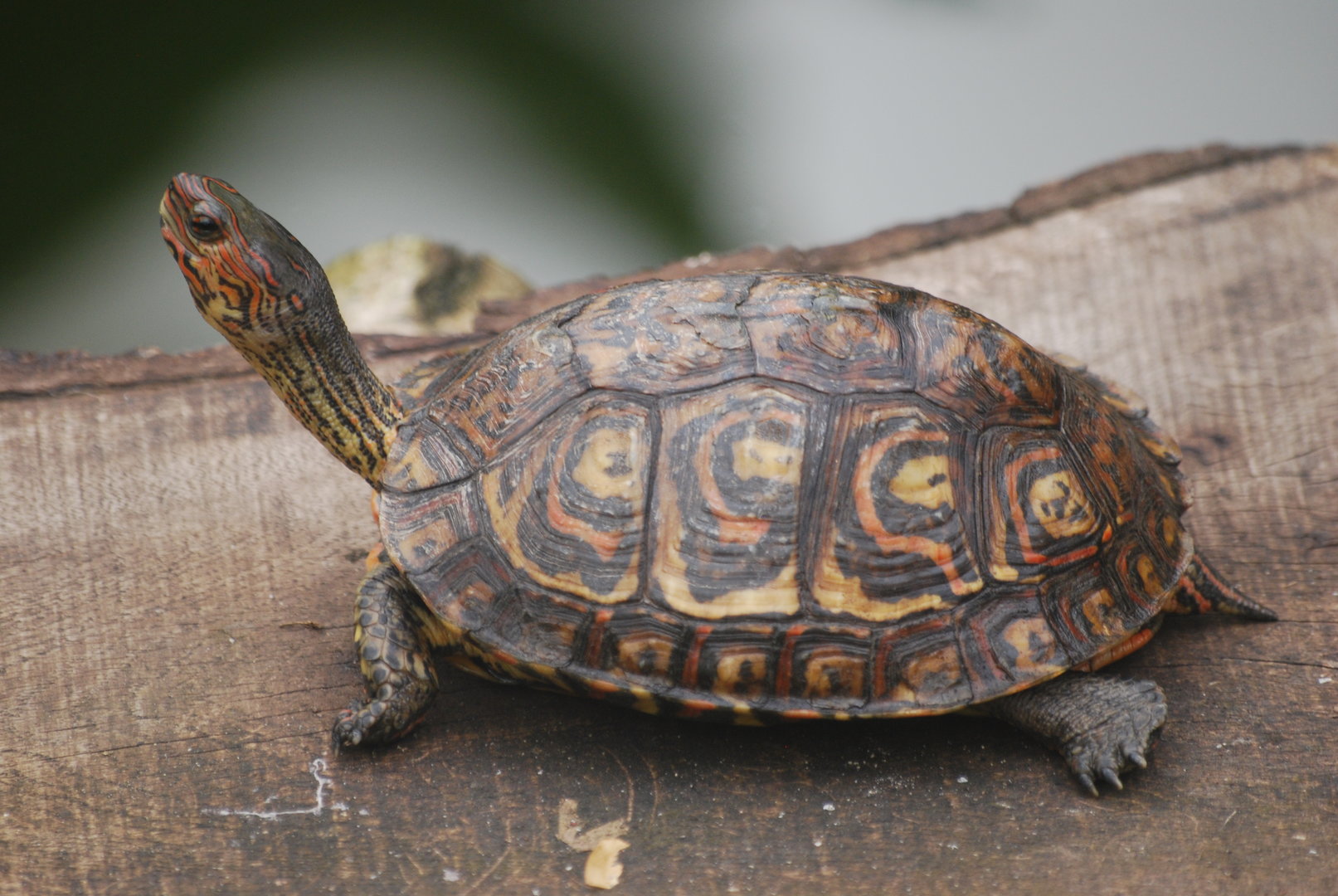 Central American wood turtle