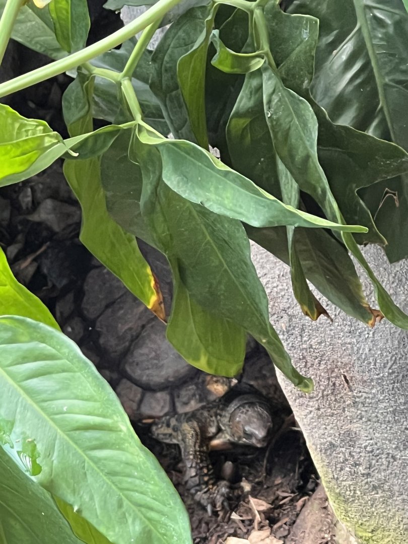 Central American wood turtle