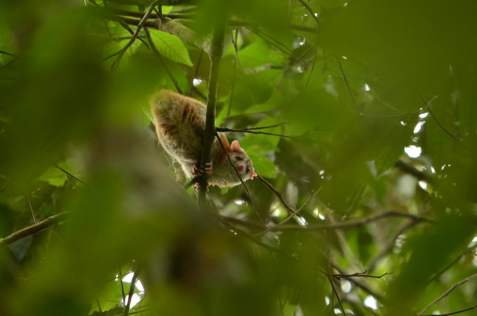 Central American Woolly oppossum (Caluromys derbyanus)