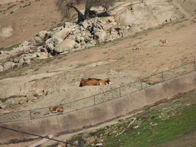 Central Asia - Javan Banteng