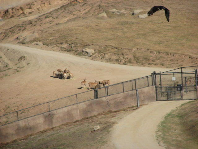 Central Asia - Transcaspian Urial