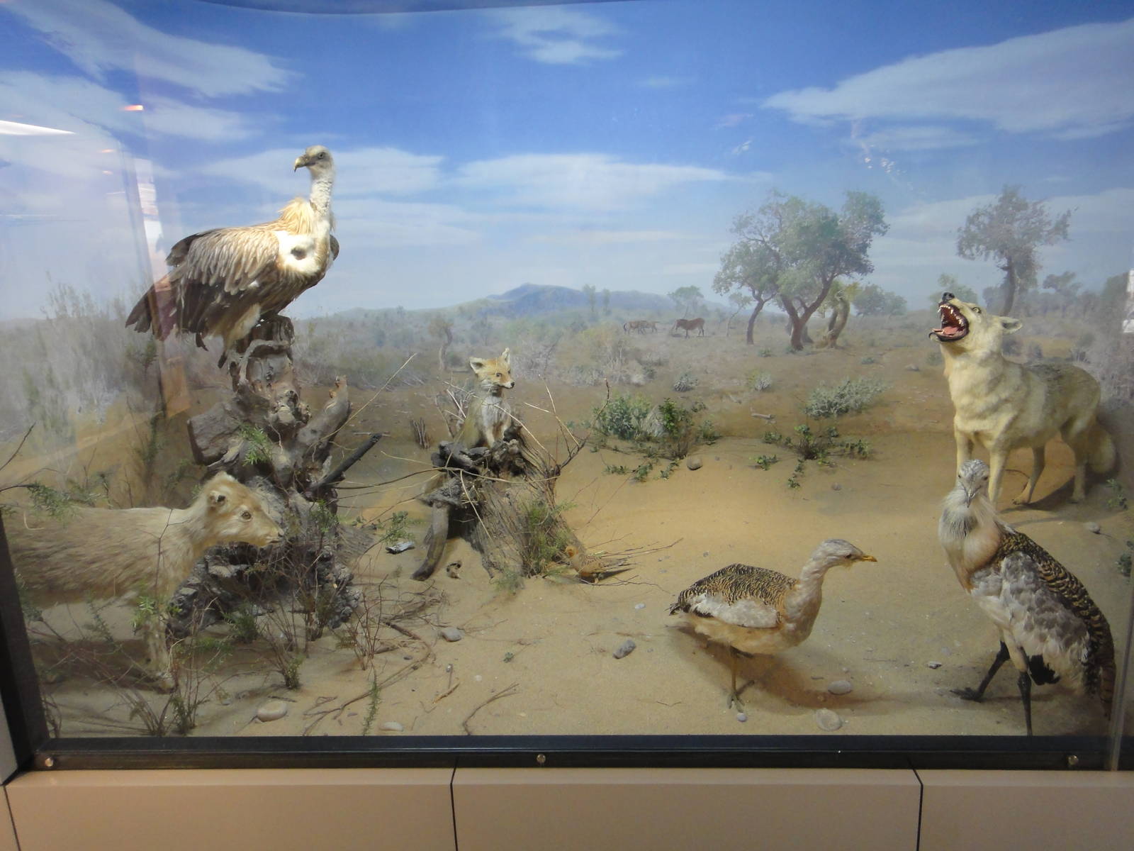 Central Asian desert