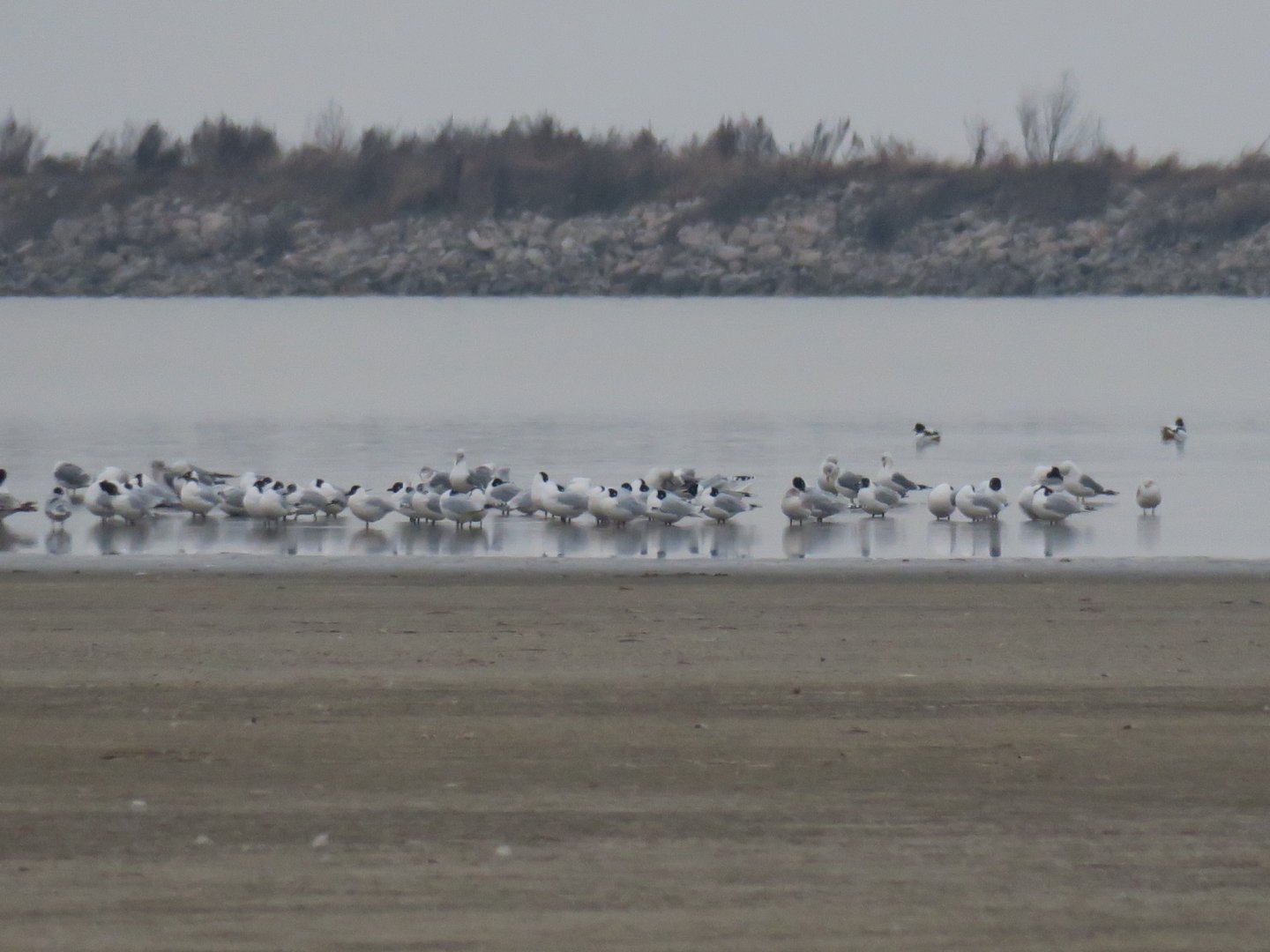 Central Asian gull (Ichthyaetus relictus), Tianjin