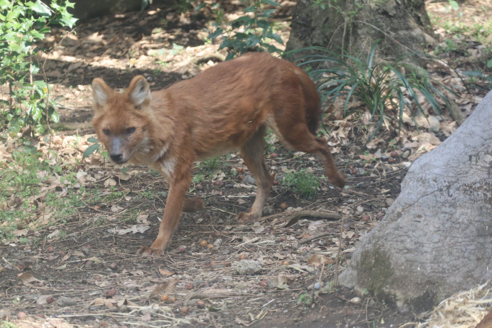 Central Asian Highlands-Dhole
