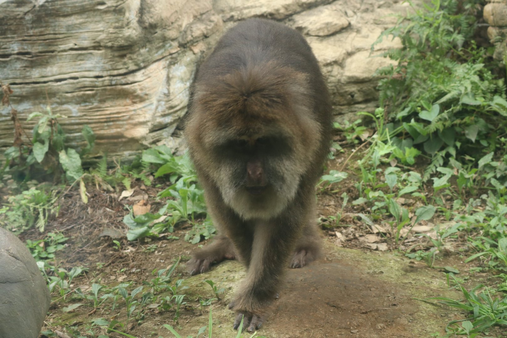 Central Asian Highlands - Tibetan Macaque
