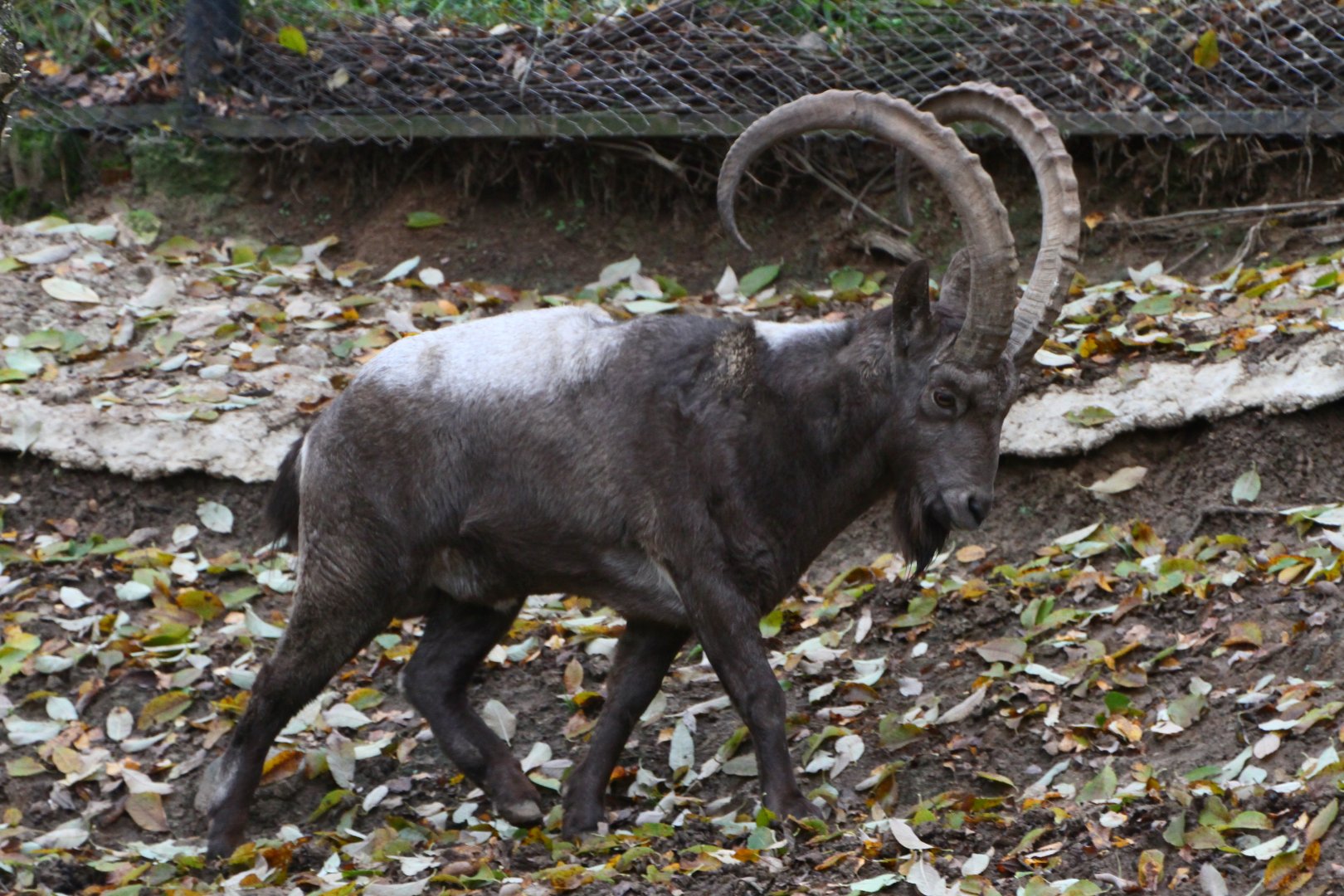 Central Asian ibex (Capra sibirica alaiana)