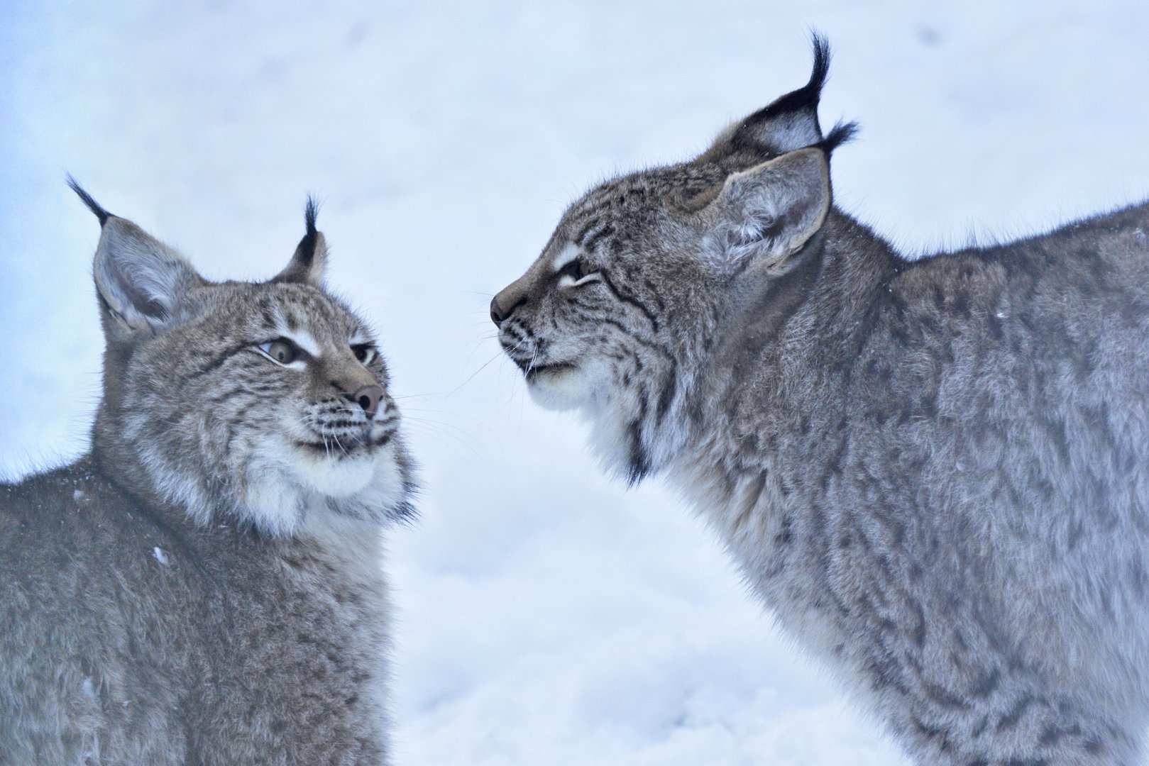 Central Asian lynx (Lynx lynx isabellinus)