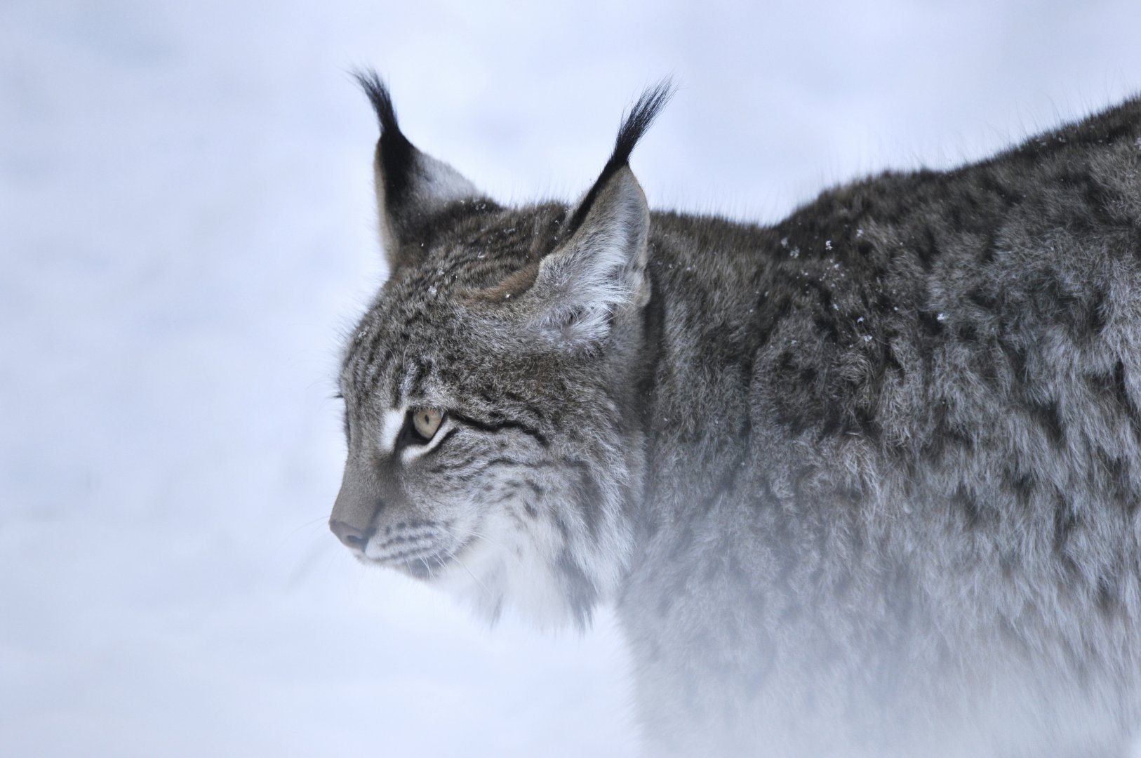 Central Asian lynx (Lynx lynx isabellinus)