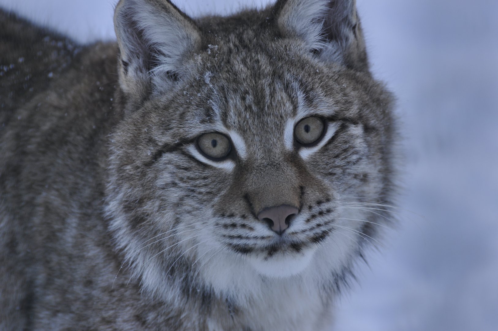Central Asian lynx (Lynx lynx isabellinus)