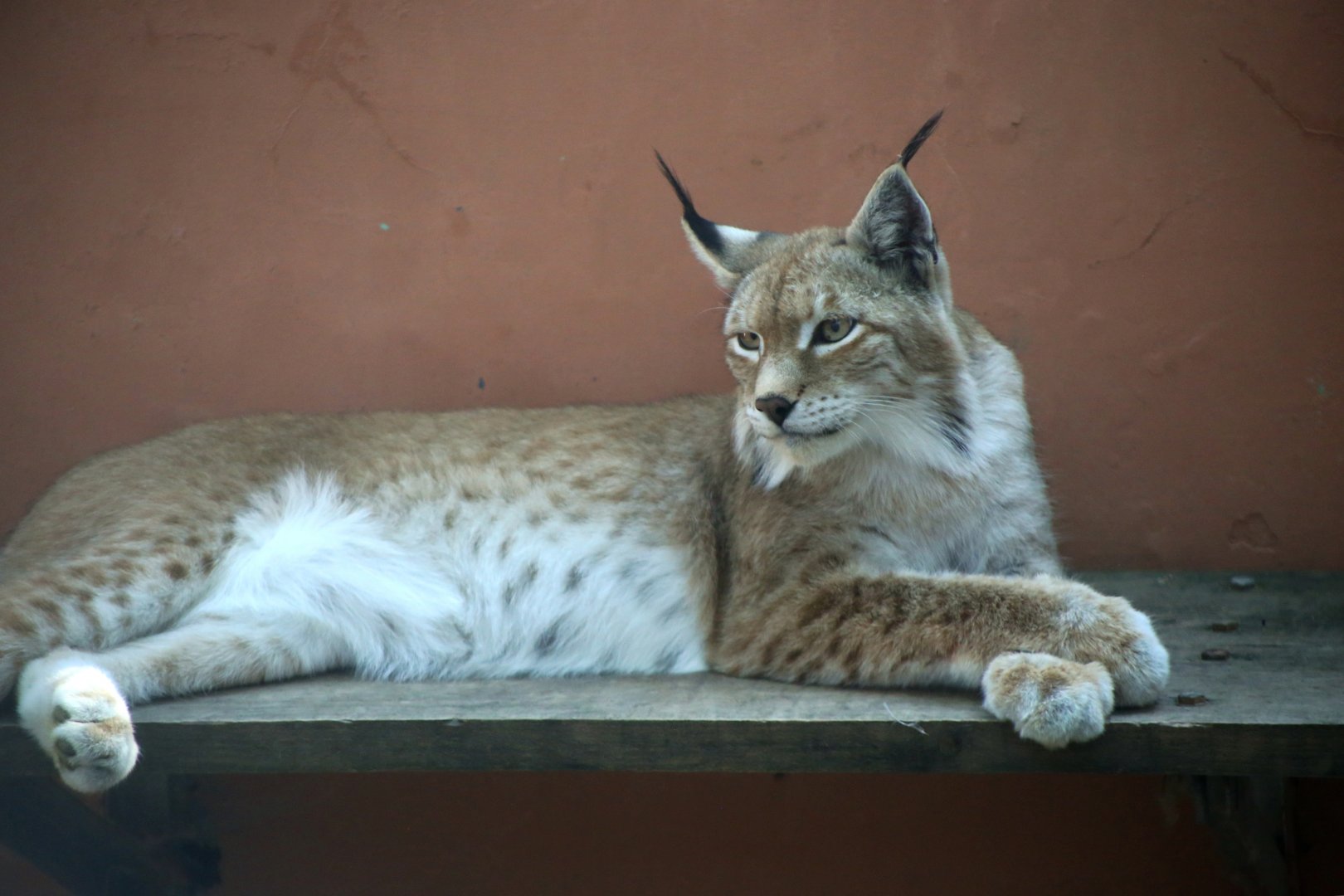Central Asian Lynx (Lynx lynx isabellinus)