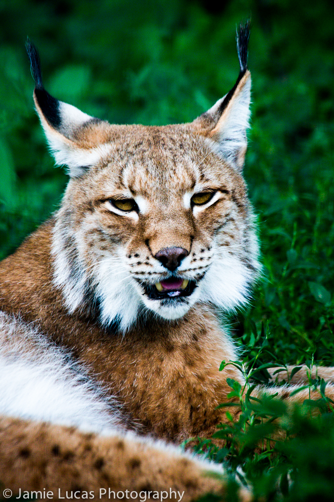 Central Asian lynx