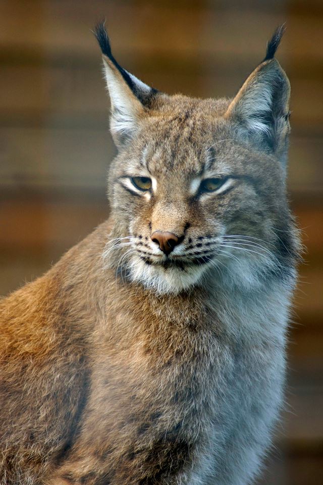Central Asian Lynx