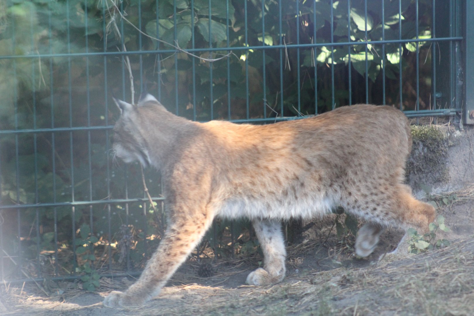 Central Asian Lynx