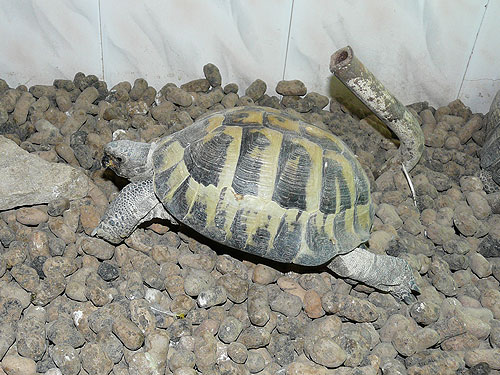 Central Asian Tortoise in Kishinev Zoo