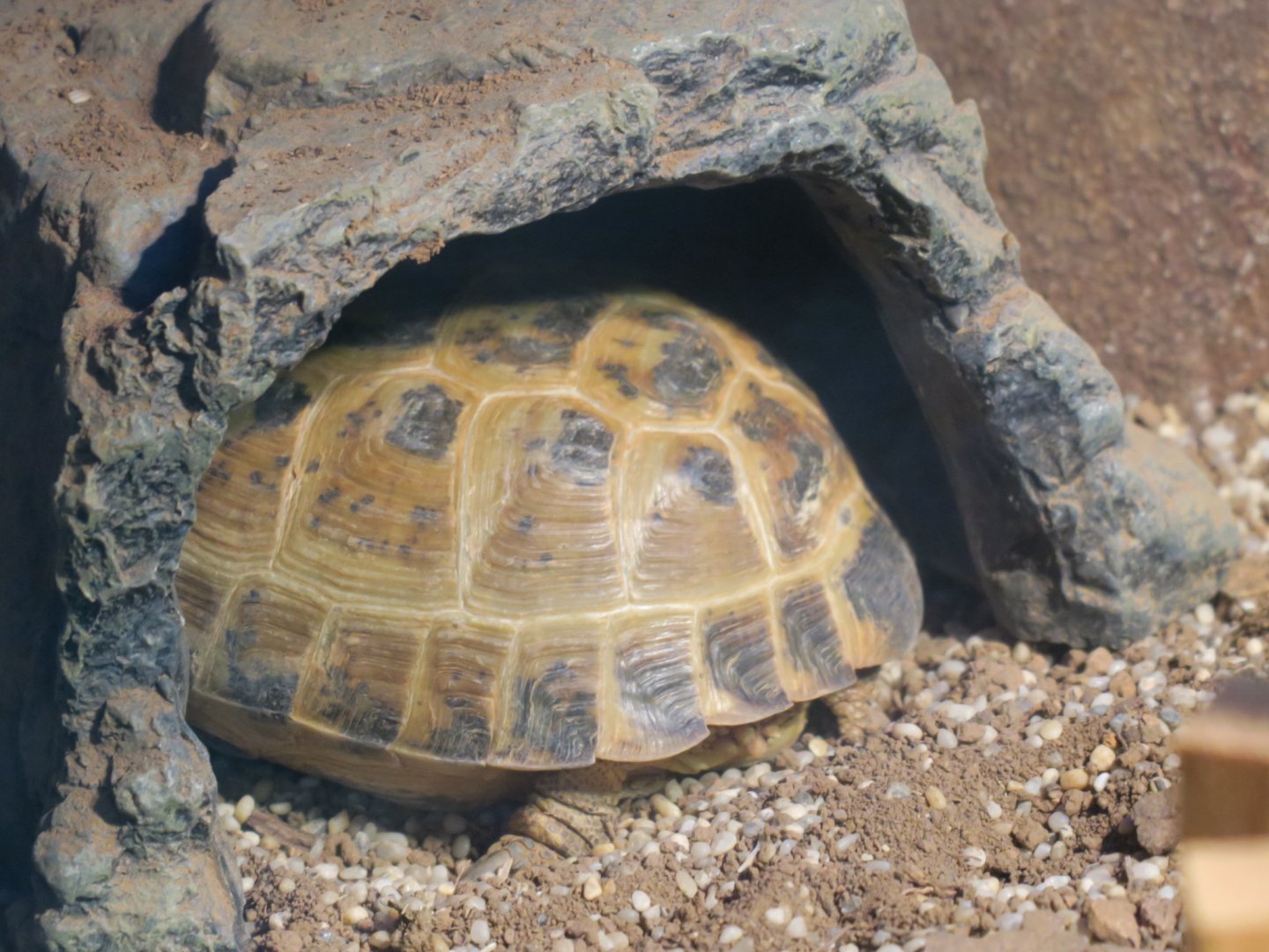Central Asian tortoise