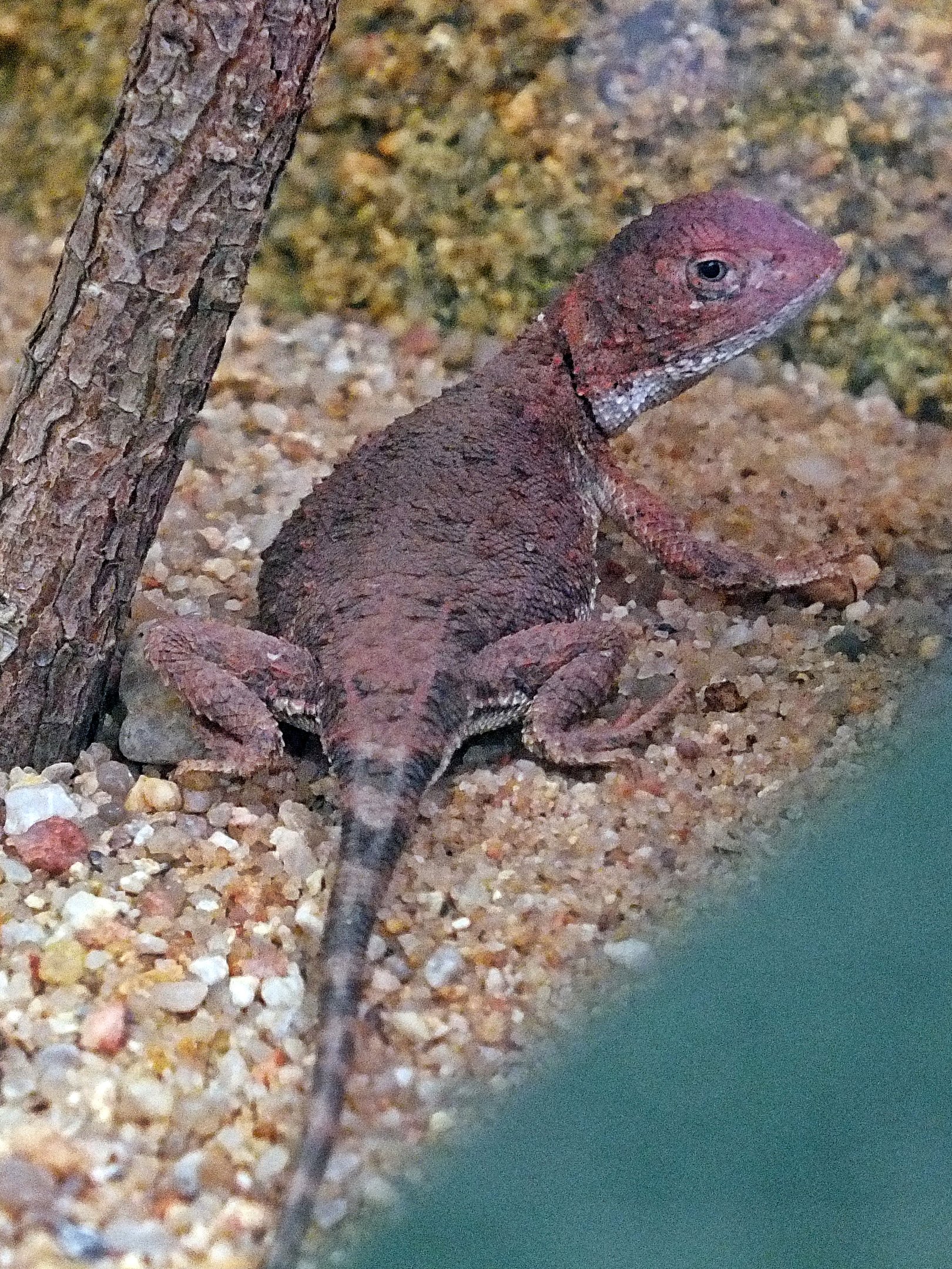 Central Australian earless dragon