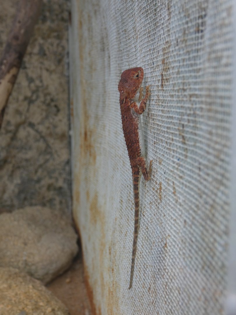 Central Australian earless dragon