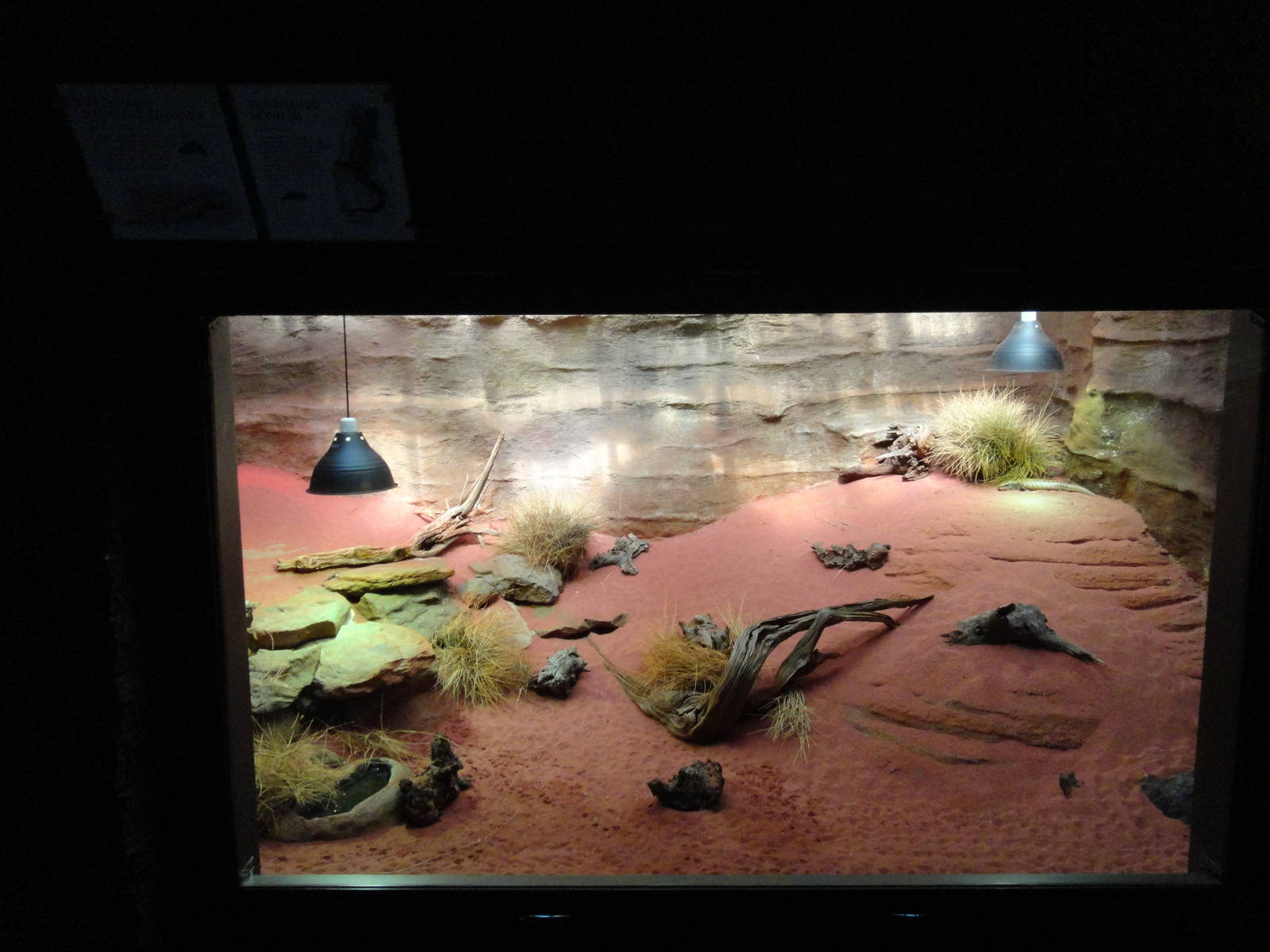 Central Australian Exhibit in the Reptile House