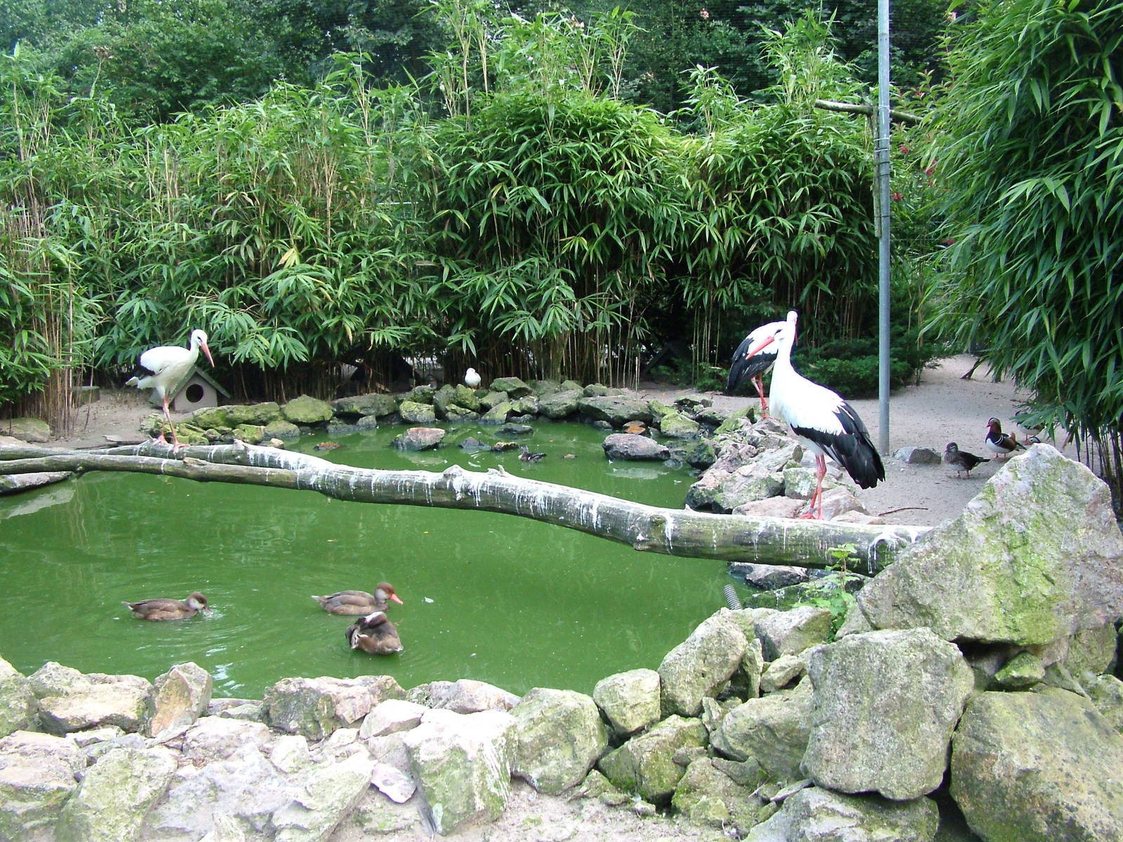Central Aviary at Vogelpark Heddesheim, 06/09/10