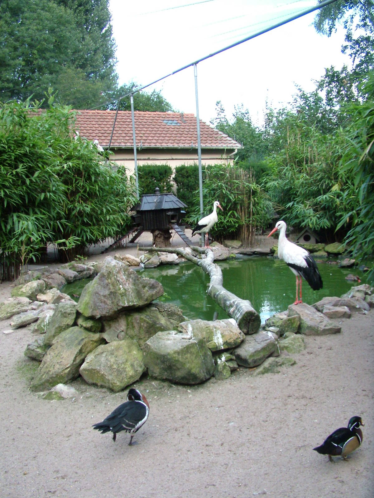 Central Aviary at Vogelpark Heddesheim, 06/09/10