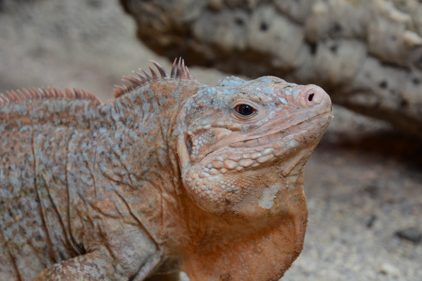 Central Bahamian rock iguana (Cyclura rileyi rileyi)
