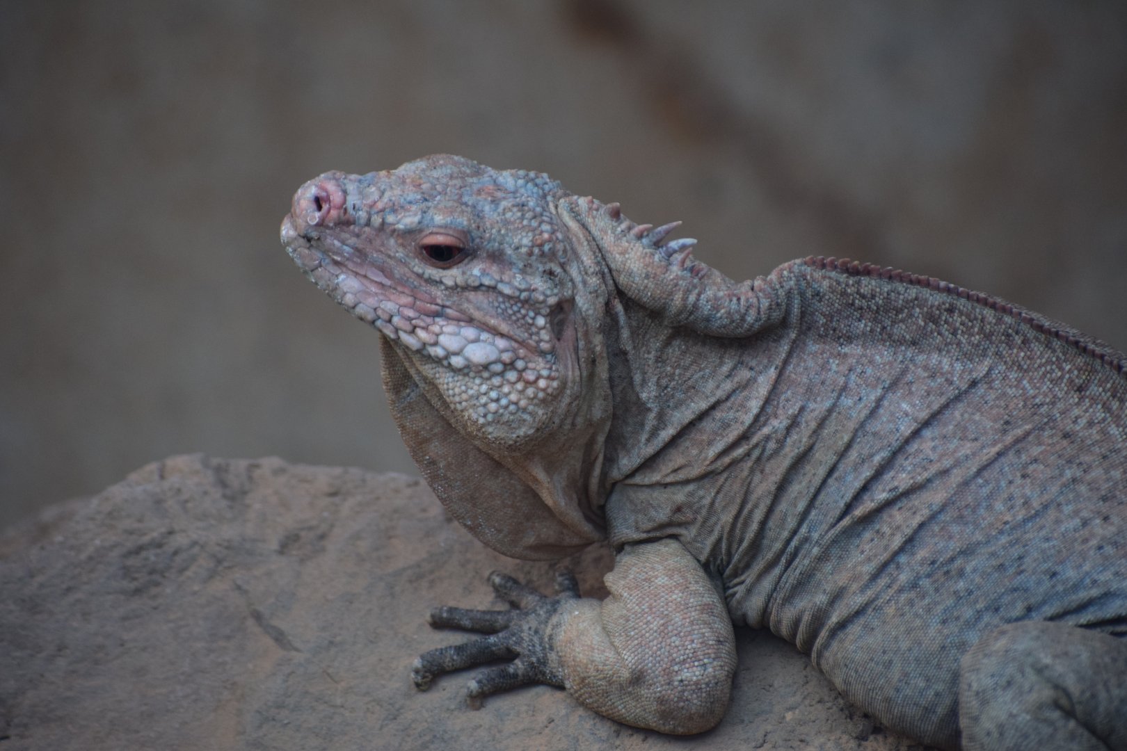 Central Bahamian rock iguana