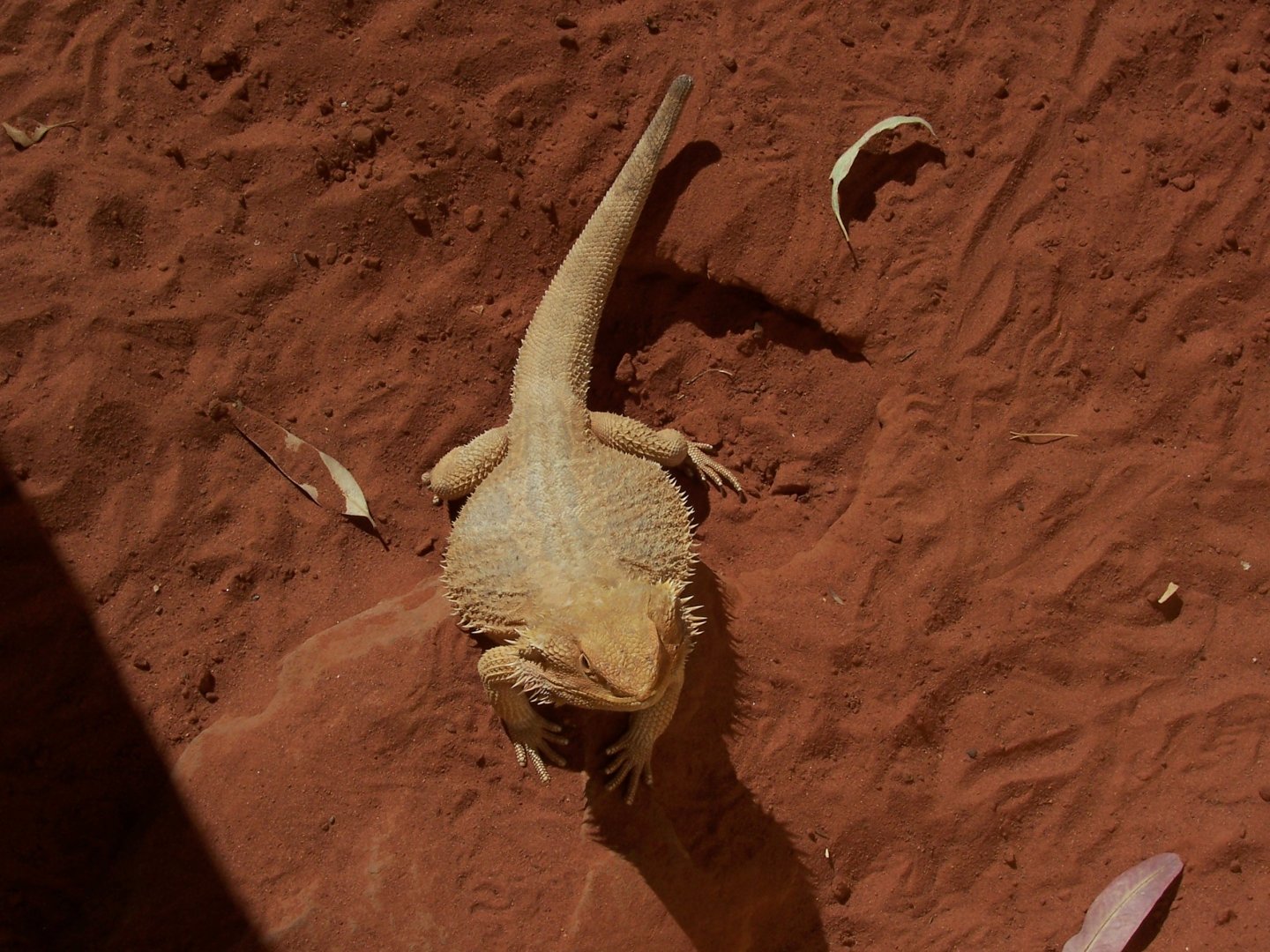 Central Bearded Dragon (2006)