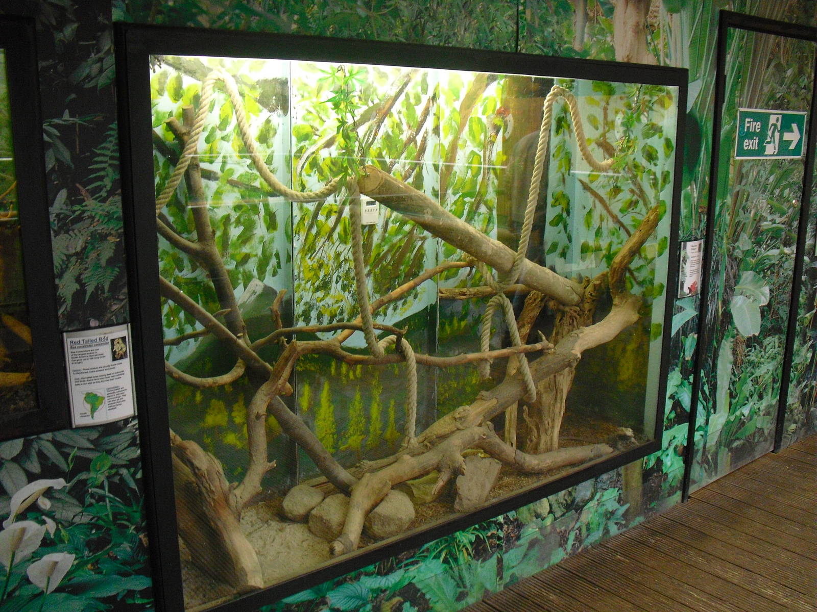 Central Bearded Dragon Display - 12/10/2011