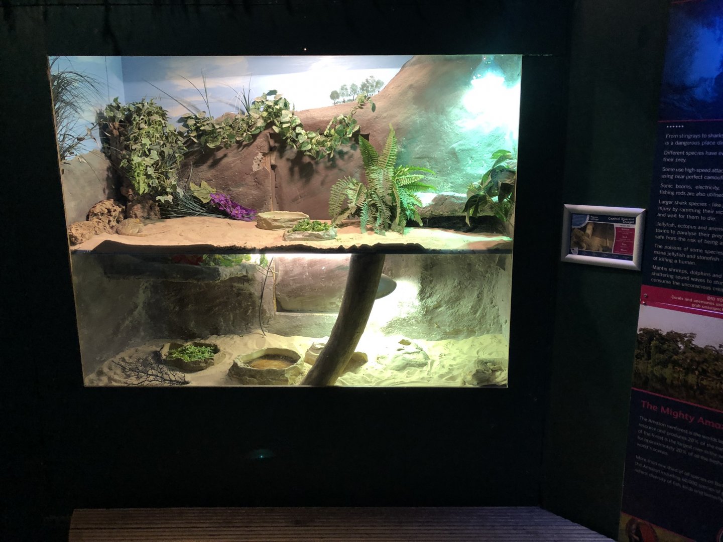 Central Bearded Dragon Enclosure at Tynemouth Aquarium (2019)