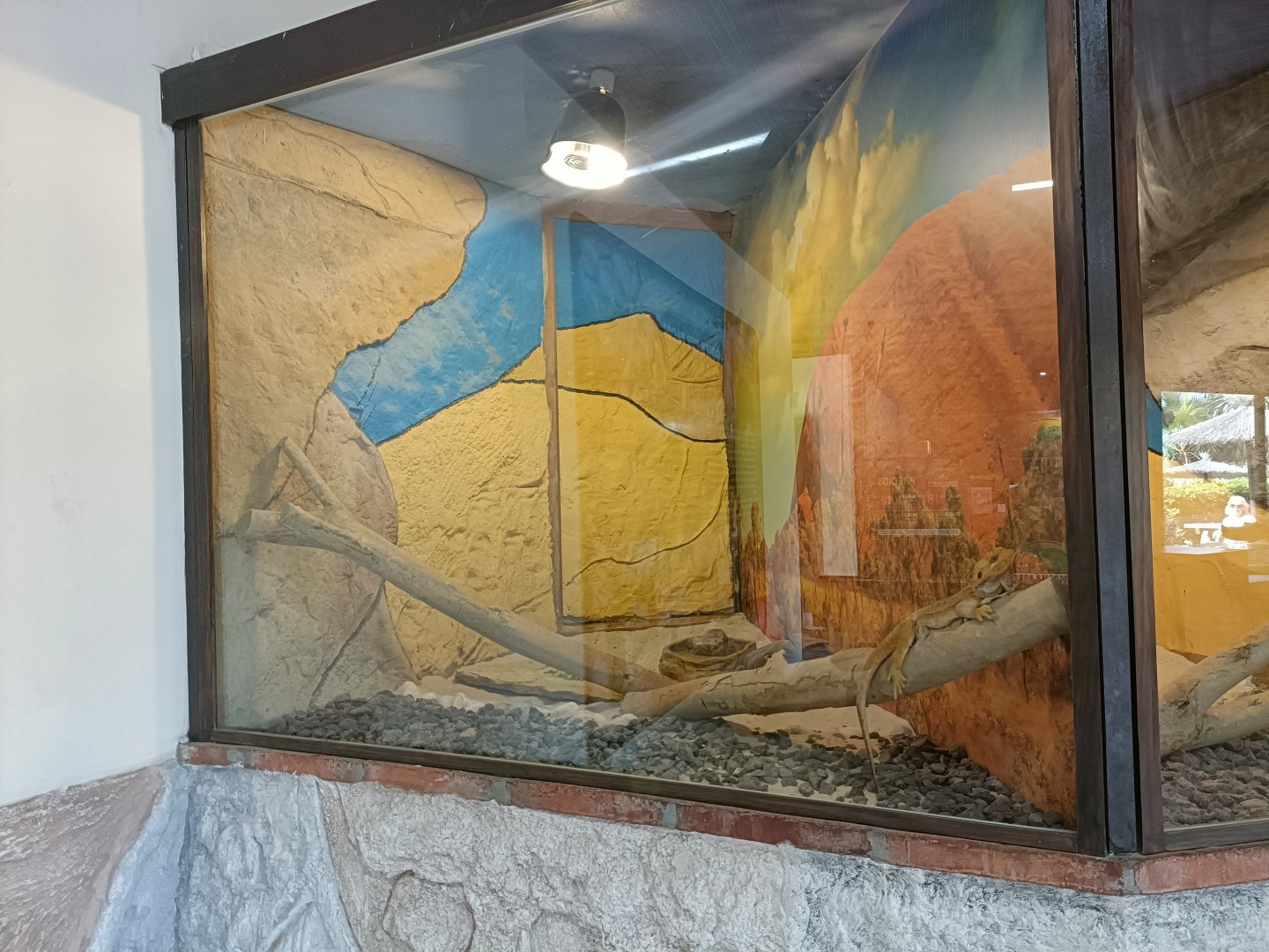 Central bearded dragon exhibit - Crocodile park Torremolinos