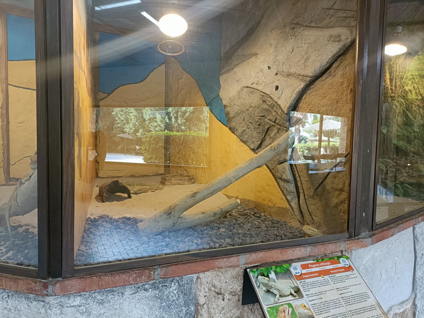 Central bearded dragon exhibit - Crocodile park Torremolinos