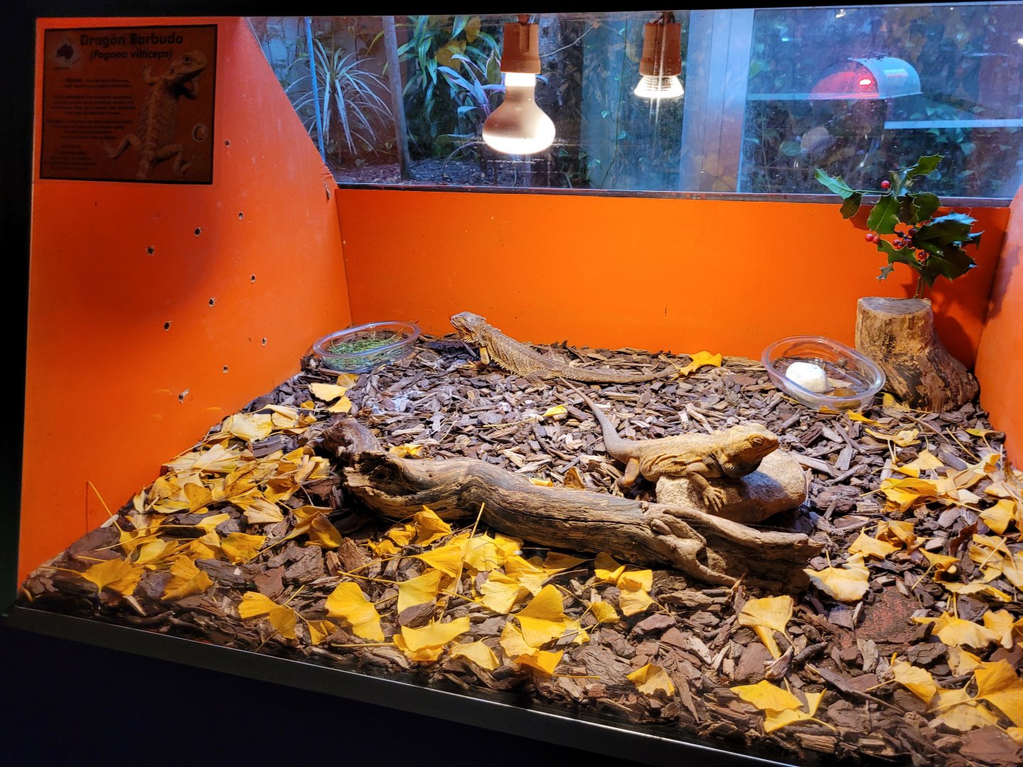 Central bearded dragon exhibit -Zoo de Santillana del Mar (2023)