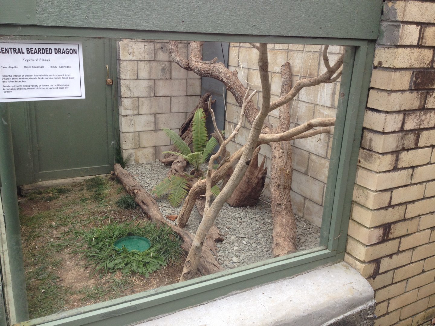 Central Bearded Dragon exhibit