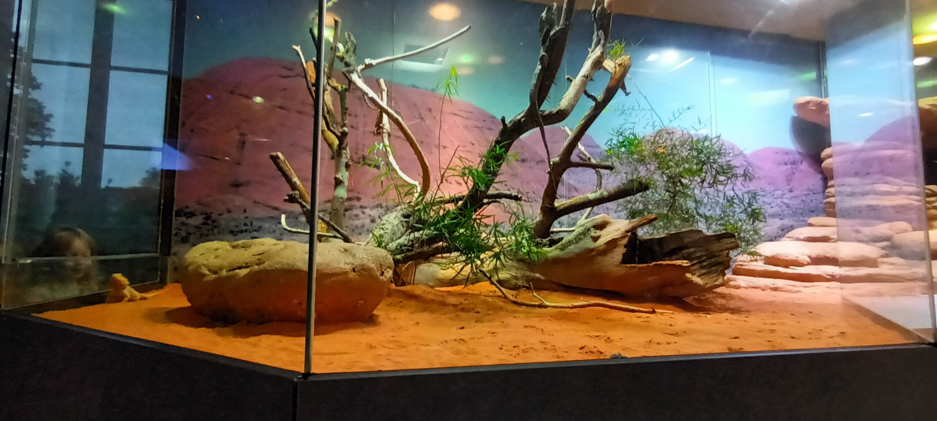 Central bearded Dragon, Frilled Lizard and Kimberley rock Monitor Habitat