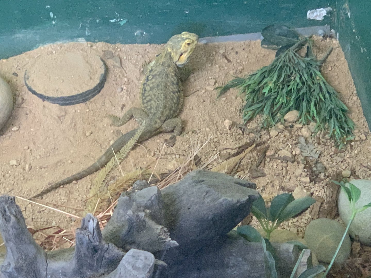 Central Bearded Dragon in the 'Dragon House'