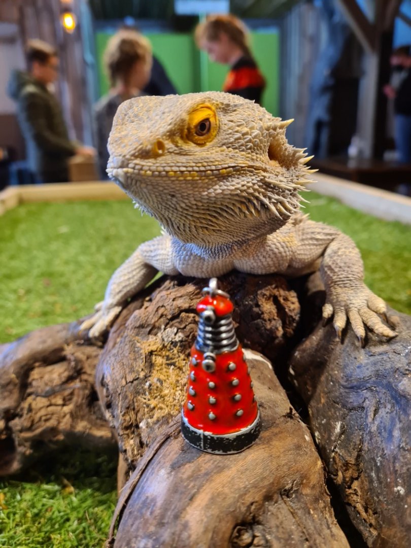 Central bearded dragon in the scheduled show