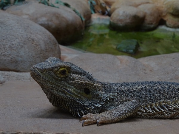 Central bearded dragon (Pogona vitticeps) (07/22)